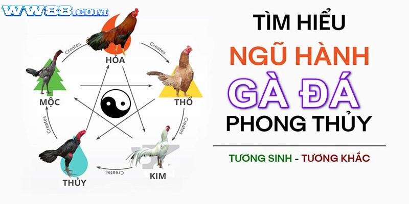 Màu mạng gà đá quyết định đến 90% cơ hội thắng