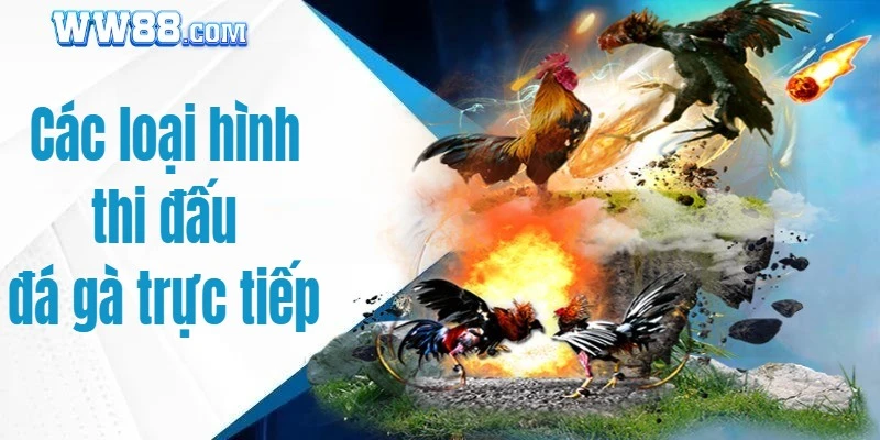 Những loại hình thi đấu đá gà trực tiếp đa dạng