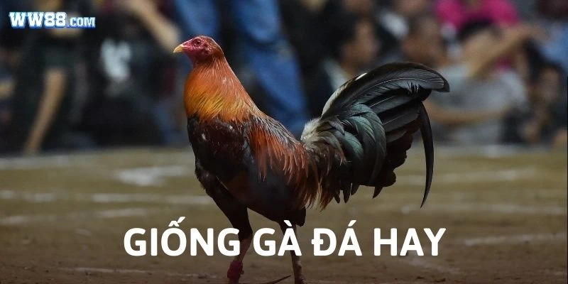 giống gà đá hay